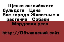 Щенки английского бульдога › Цена ­ 40 000 - Все города Животные и растения » Собаки   . Мордовия респ.
